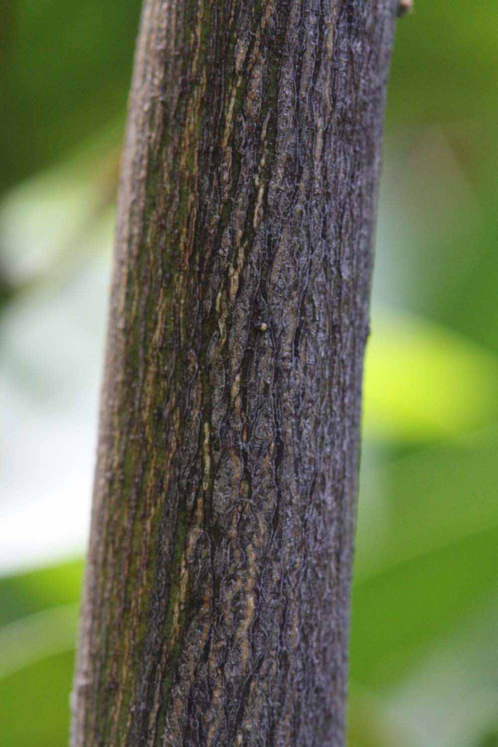              Second - third year twig (Riverside, CA)       